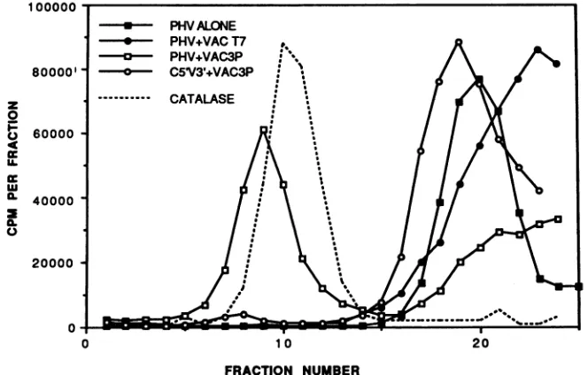 FIG. 3.probebindinggivenantiserumadditionalextract.sis.6,lanes antisera Supershift analysis of the Vac 3P-PHV complex