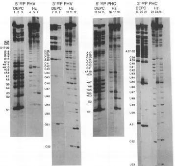 FIG. 5.Theelutedthenpreshiftedhydrazinespecificityin12)18, lane Modification interference analysis of Vac 3P binding to the PHV and PHC RNA probes