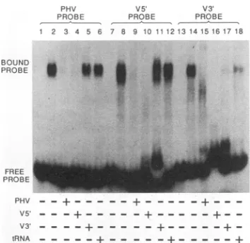 FIG. Competition femtomoles RNA mixed with 1 pmol of by probe competitor 5' was for single-strandedand polymerase RNAs