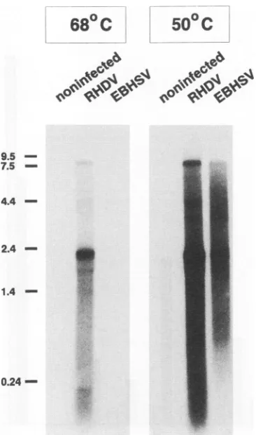 FIG. 5.polypeptidesVerticalpolymerasecodedaNVstringencytively,theRHDV(ORF2 window Dot matrix comparison between the 85-kDa protein en- in ORF1 of EBHSV and the corresponding polypeptides of (A and B), FCV (C), and Norwalk virus (NV) (D)