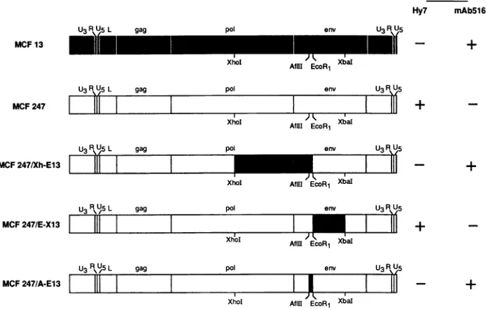 FIG.1.membraneelementsare13 (shaded Reactivities of chimeric MuLVs constructed between MCF 247 and MCF 13