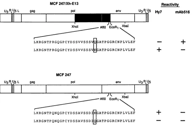 FIG. 3.nucleotidemutagenic247alterationsreactivities Alteration of the SU protein sequences of MAb 516- and Hy 7-reactive polytropic MuLVs