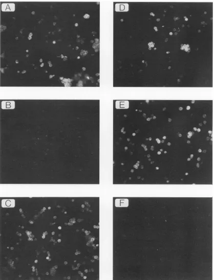 FIG. 4.ofof247/Xh-E13 the the Conversion of MAb 516 reactivity to Hy 7 reactivity by point mutation