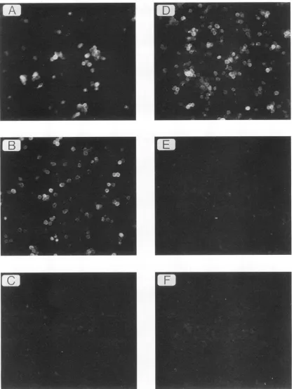 FIG. 5.byMAbmutagenesis MCF Alteration of Hy 7 reactivity by point mutation. Membrane immunofluorescence assays were performed on M