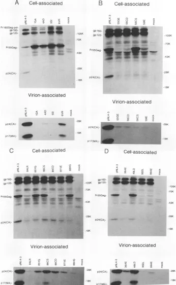 FIG.::.1weremolecularmutant-containing 4. Radioimmunoprecipitation analysis of MA mutant expression