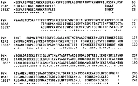 FIG. 2.bersproteins.(10).subgroup Alignment of the amino acid sequence of the PVM and A and B HRSV (strains A2 and 18537, respectively) P The alignment was performed with the CLUSTAL program Amino acid identities (*) and similarities (- ) are shown