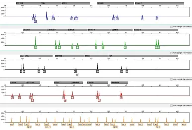 Figure 1. Genetic profile of the 2800M-positive control DNA obtained with the newly developed multiplex system.
