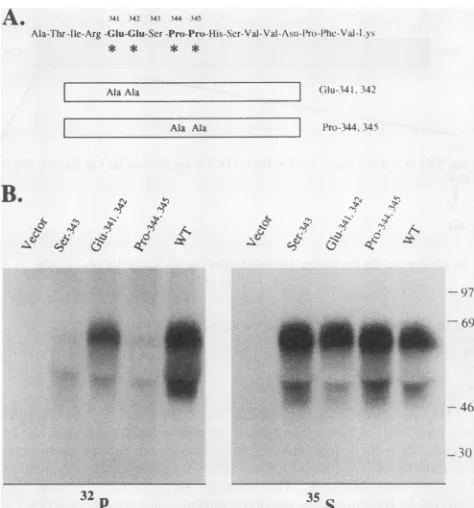 FIG.35Swerepressedcells.constructs.Metabolicanalyzedarehours[35S]methionine 5. Phosphorylation analysis of different gpIV mutantsex- in transfected HeLa cells
