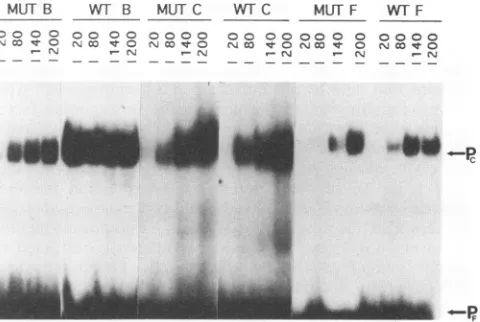 FIG. 6.waswitholigonucleotides.nucleotidePc,into Mobility shift analysis for mutant and wild-type B, C, and F MUT, mutant oligonucleotide; WT7, wild-type oligo- for the respective sites