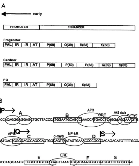 FIG.1.factorblocksAT-richearlythealltosimilaritymotifsstrainconsistsstructureandBKV(63-bp) the have (A) Structures of the noncoding regulatory regions of three strains