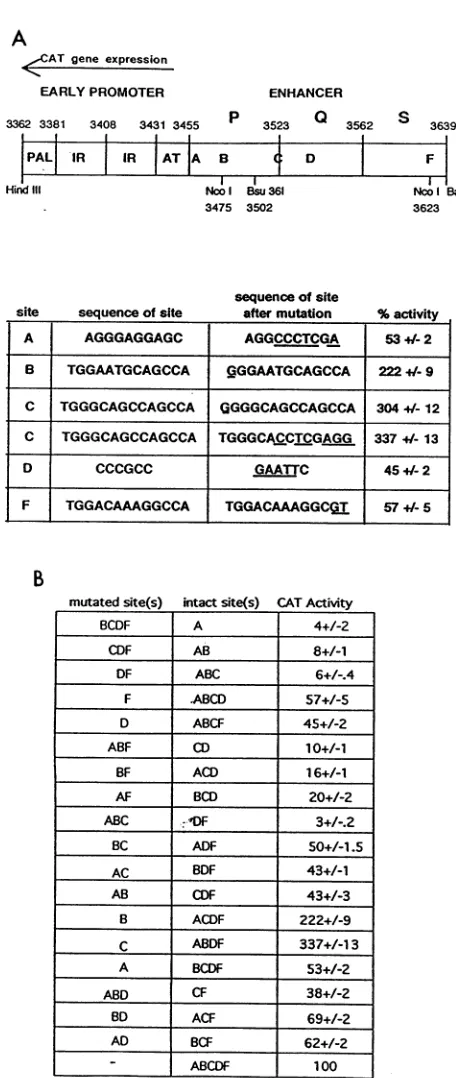 FIG. (A)or-tant 2. Transcription factor binding sites functionally imp for BKV early gene expression in Vero cells