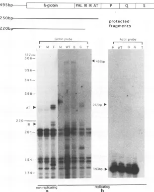 FIG.bwithinbybyprotectedbpofruna stable undigested mRNA mRNA 3. Accumulation of wild-type, mutant, and Gardner strain BKV mRNA in Vero cells