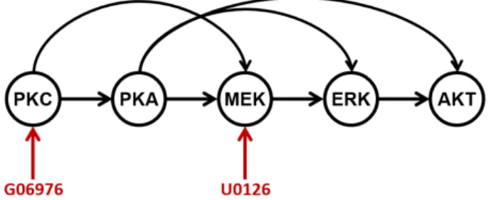 Figure 6: Shown is the subset of variables from the protein-signalling network which we used for our experiments