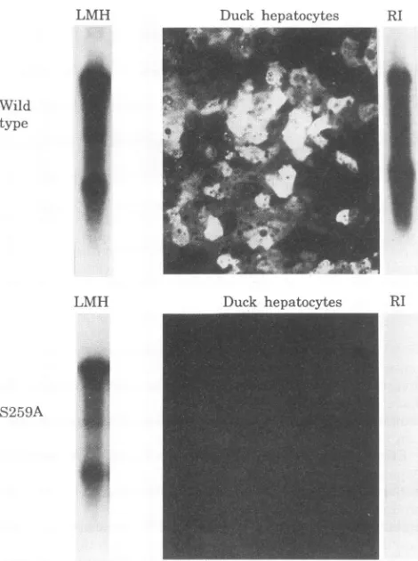 TABLE 1. Requirements for specific phosphorylated states