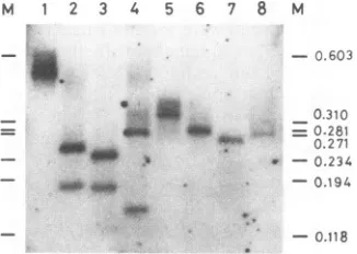 TABLE 1. Structures of cloned DNA fragments corresponding to the unit-length a sequence present in the HSV-1 DNA preparationsextracted by the method of Hirt