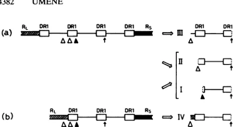 FIG. 6.cleavagesmodelsactsTheandcleavagefromderivedinvertedthearrow.side)RightendfragmentofindicatedDR1system.moreUcregion which Models for excision of the unit-length a sequence