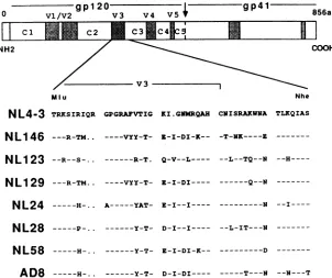FIG.1.constructedglycoproteinproviralmacrophage-tropicamino Amino acid sequence differences in the parental and V3 recombinant viruses