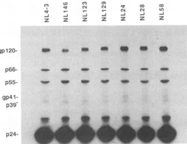 FIG. 3.virionsvisualizedAIDSlabeledlysedviralgp120bandsp55, Virion-associated gpl20 envelope glycoproteins