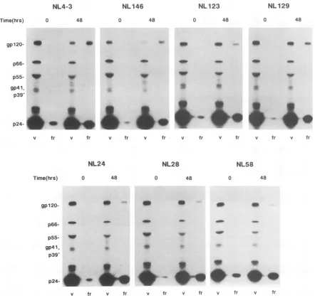 FIG. 5.proteinsmixtureproteinsMethods. Spontaneous release of gpl20 from virions. Metobolically labeled virion suspensions were generated as described in Materials and Aliquots (100 ,ul) of the different suspensions were incubated at 37°C for 0 and 48 h, a