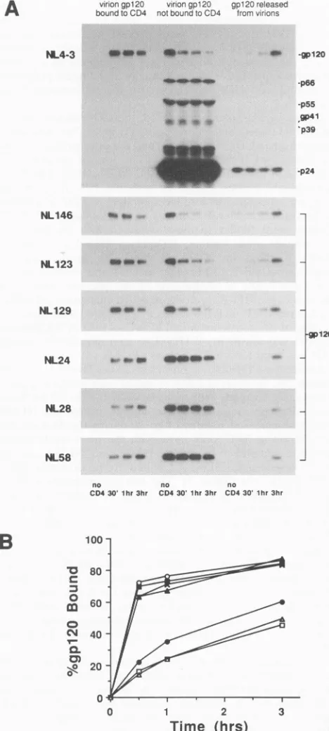 FIG. 6.from CD4 binding to virion-associated gp metabolically labeled virion suspensions