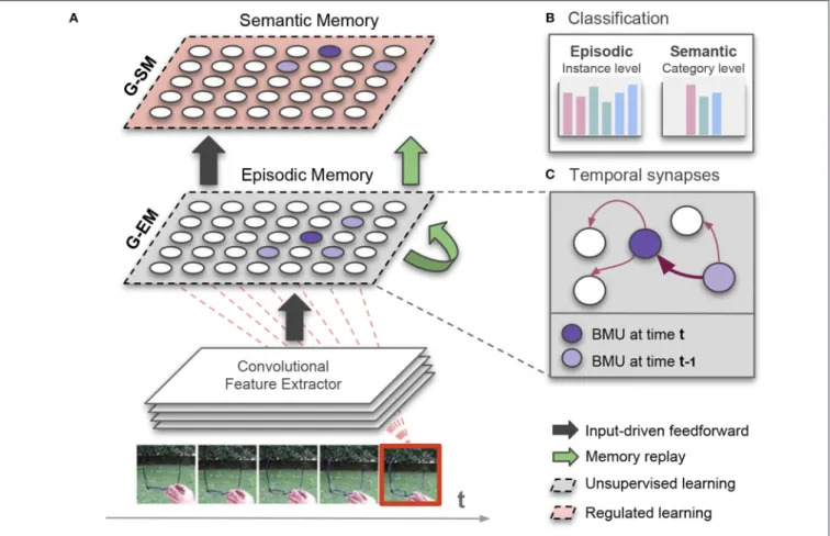 FIGURE 1 | (A) Illustration of our growing dual-memory (GDM) architecture for lifelong learning