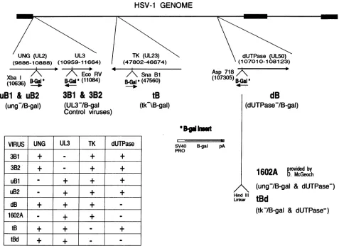 FIG.1.eachsegmentsbytranscripts(SV40 insertion Schematic of the mutations in the viral panel