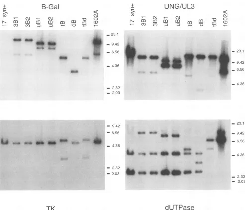 FIG. 2.TheTherestriction Southern blot-restriction fragment length polymorphism analysis of the viruses employed in this study