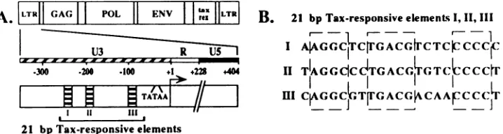 FIG.1.threethe(from (A) Structure of the HTLV-I LTR in the context of the viral genome