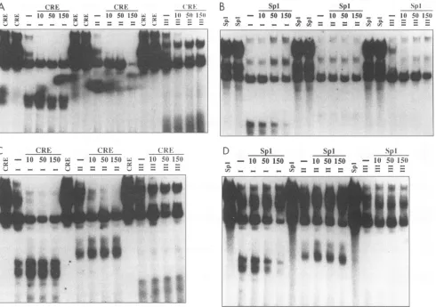 FIG. 8.performedpoly(dI-dC),radiolabeledCompetition(C Competition EMS analyses with unlabeled CRE or Spl binding site oligonucleotides and Jurkat- or U-373 MG-derived nuclear extracts