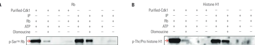 Fig. 1. A nonradioisotopic assay method to measure Cdk1 kinase activity.  We used two kinds of Cdk1 kinases, one was Cdk1 IP and the other was com-mercially available Cdk1