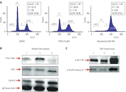Fig. 2. Optimization of several conditions for the Cdk1 kinase assay. Several key factors were examined to optimize the conditions of the Cdk1 kinase as-say