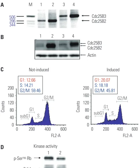 Fig. 4. Construction and characterization of Cdc25B2 and Cdc25B3 over-expression cell lines