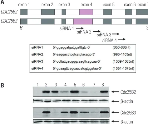 Fig. 6. siRNA screening assay using Cdc25B overexpression cell lines. To examine whether Cdc25B overexpression HeLa cell lines could be used as a siRNA screening tool, we performed the following: (A) The CDC25B2 and CDC25B3 genes are identical, except that