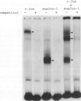 FIG.1.mutantderivativeaminoleucine Protein structures of supFos-1 and supJun-1. supFos-1 is a of v-Fos (FBJ), which has an insertion composed of four acids (aa) between the basic domain (striped box) and the zipper motif (black box)