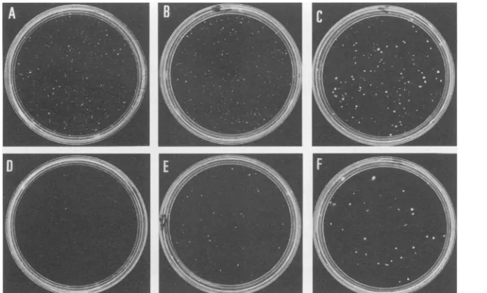 FIG. 4.superinfection,supjun-J(A) supjun-1-infected CEF are resistant to transformation by several oncogenes
