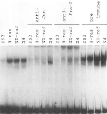 FIG. 6.v-src)frompreparedofprobe1 antiserum the Endogenous AP-l DNA-binding activity in nuclear extracts infected CEF