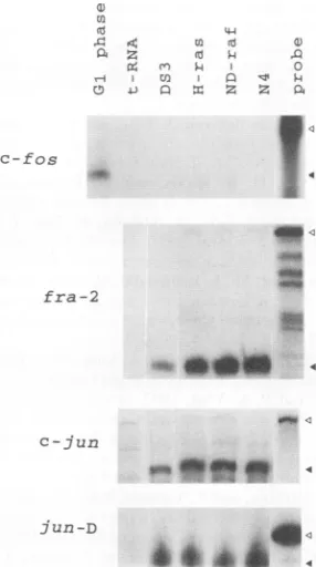 FIG.7.ofprotectedandanalyzedininfected infected untreated Expression levels of mRNAs that encode AP-1 components CEF