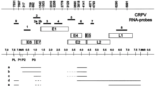 FIG.1.nucleotidetranslationalrepresentis Genetic and transcriptional maps of CRPV and localization of mRNA-specific probes 1 to 9