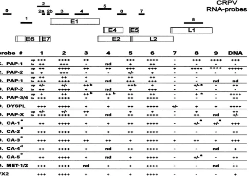 FIG.are  +/-. d, moderately differentiated map hybridizationcarcinoma;D.,the domesticrabbit;  ±++ ++,2