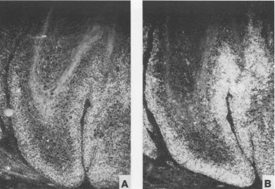 FIG. 4.1 (A) In situ hybridization of adjacent tissue sections of a domestic rabbit papilloma (Fig