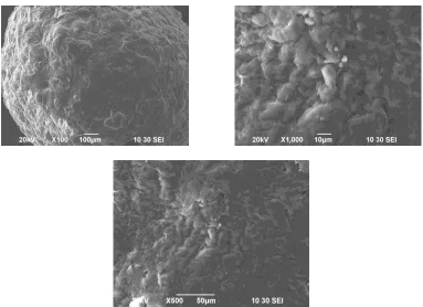 Figure 5. Scanning electron microscope (SEM) image of MF5 formulation.  