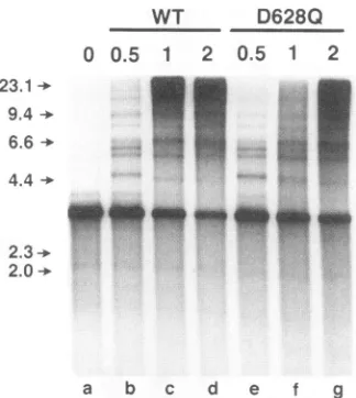FIG.dwerepmol)fourUL8-UL52(D6280)UL8-UL52dNTPsformedautoradiography.thereactionhelicase-primase.(double-stranded 6