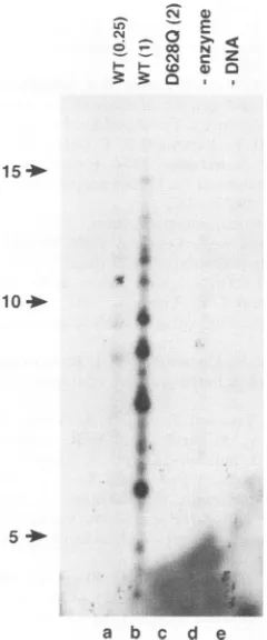 FIG.dwithwithvisualizedandotherseparatedUL8-UL52(D628Q)nucleotidesindicated(0.25Methods
