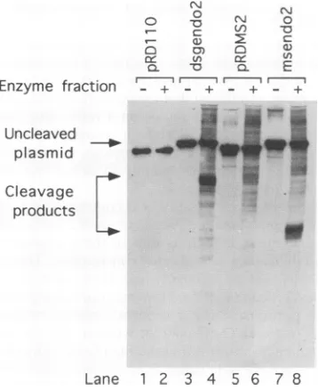 TABLE 2. Effects of insertion of a-sequence-specific endonuclease substrates on recombination