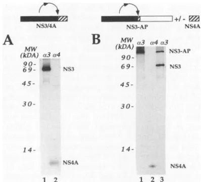 FIG.1.N-terminalalkalinetheare Schematic representation of the recombinant expression plasmids used in this study