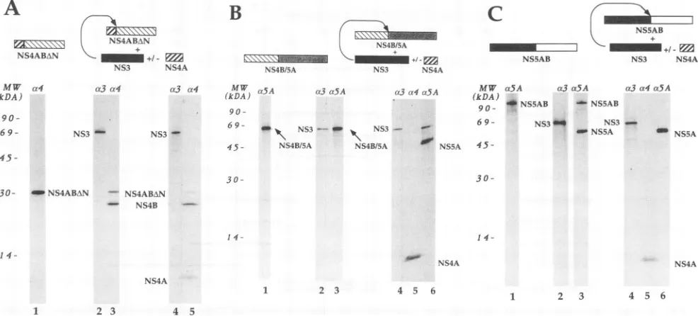 FIG. 3.pCite(NS3)andandanti-NS5Aimmunoprecipitated(lanes1, 3, Processing of the HCV polyprotein substrate in trans