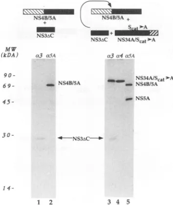 FIG. 4.5).3),positionsanti-HCVindicate2)mid or NS4A retains its activity when uncleaved from NS3