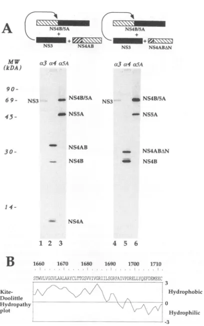 FIG. 5.weightwithNS3.and6).phobicitycipitatedrespectively.(lanes(lanes The C-terminal domain of NS4A is sufficient to activate (A) Plasmid pCite(NS4B/5A) was transfected with pCite(NS3) with either pCite(NS4AB) (lanes I to 3) or with pCite(NS4ABAN) 4 to 6)