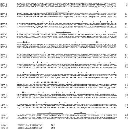 FIG. 10.UL5differencesindicated Comparison of the predicted amino acid sequences of the UL5 genes of HSV-1 and HSV-2