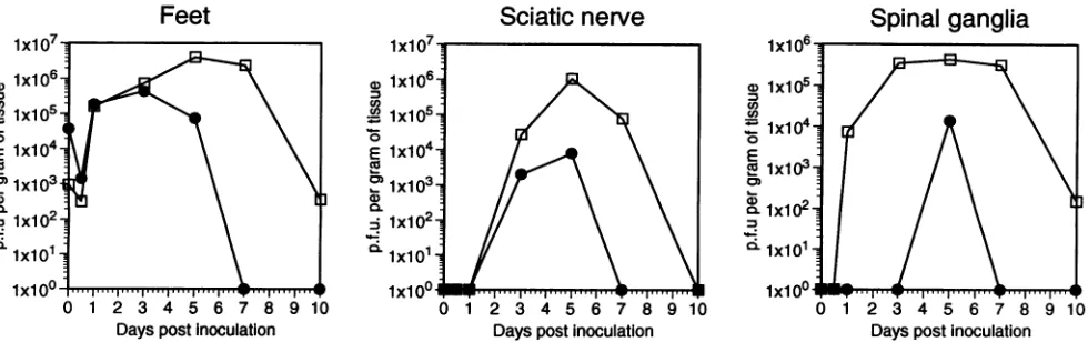 FIG.1.micehomogenizedSwiss-Webster Yields of 17syn' and R13-1 viruses in various neuronal tissues following footpad inoculation of mice